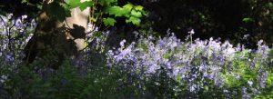 Ilkley Bluebells